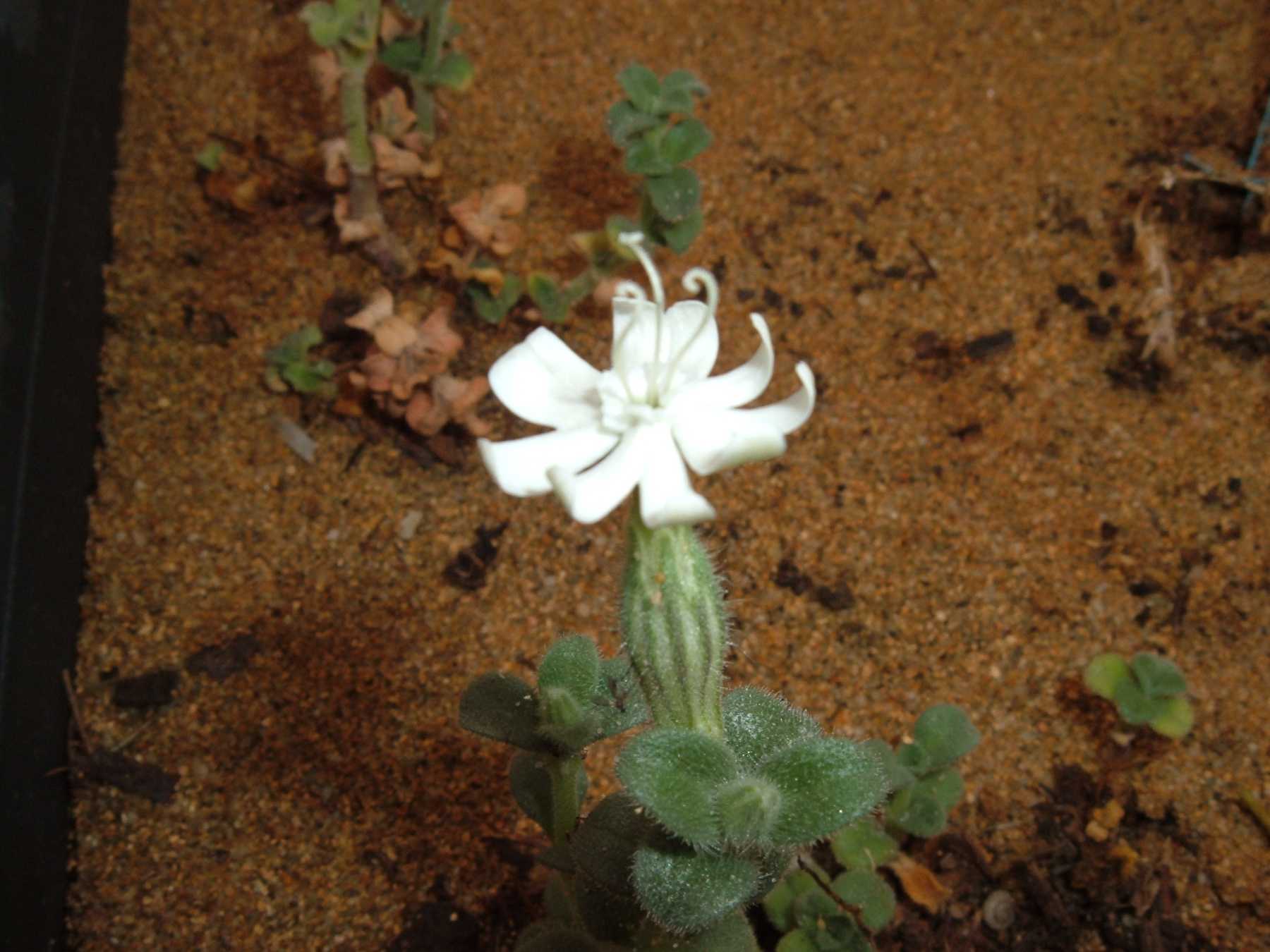 Silene succulenta subsp. corsica / Silene di Corsica